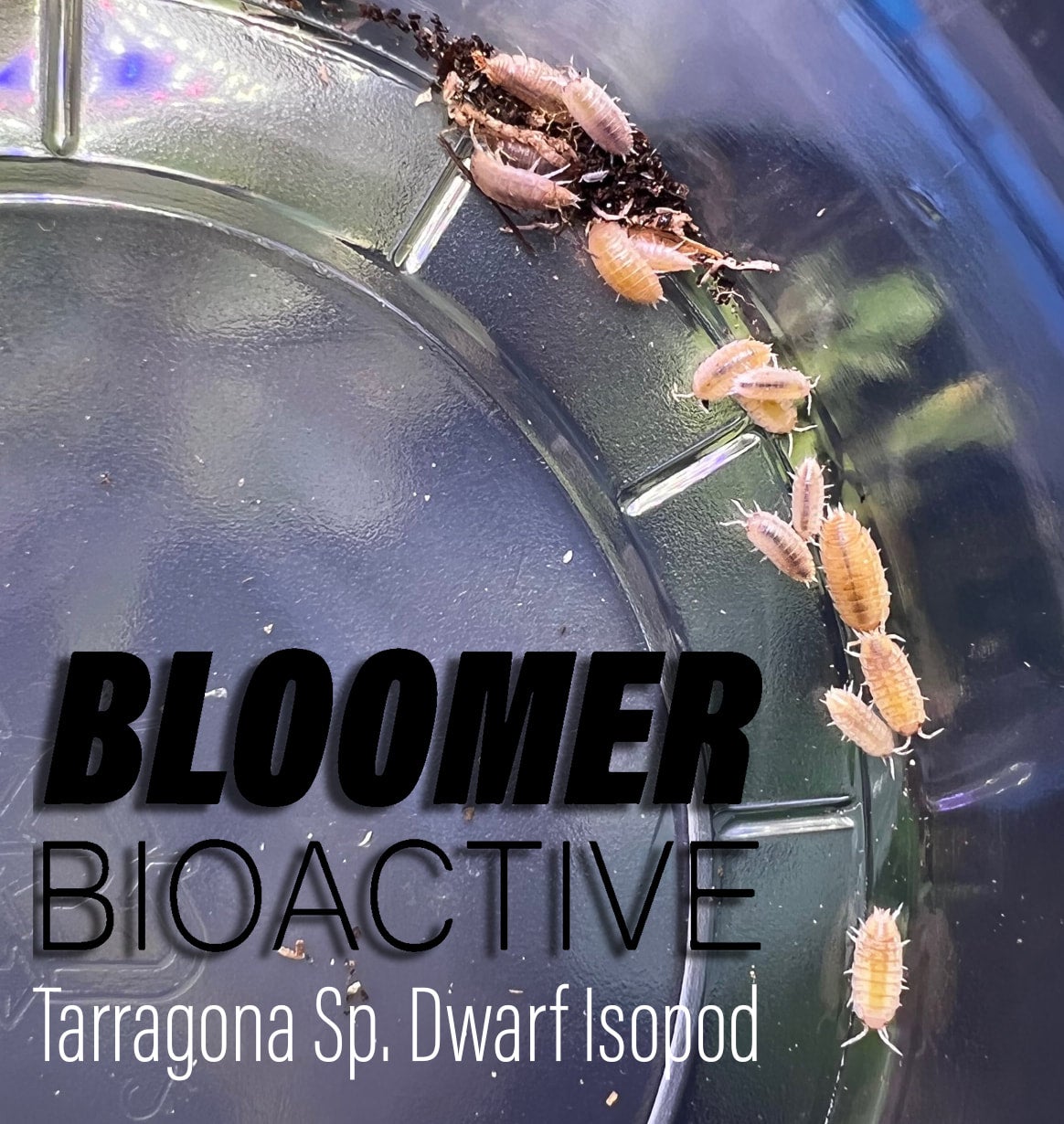 Isopoda Sp. Tarragona 10 Count Bloomer Bioactive