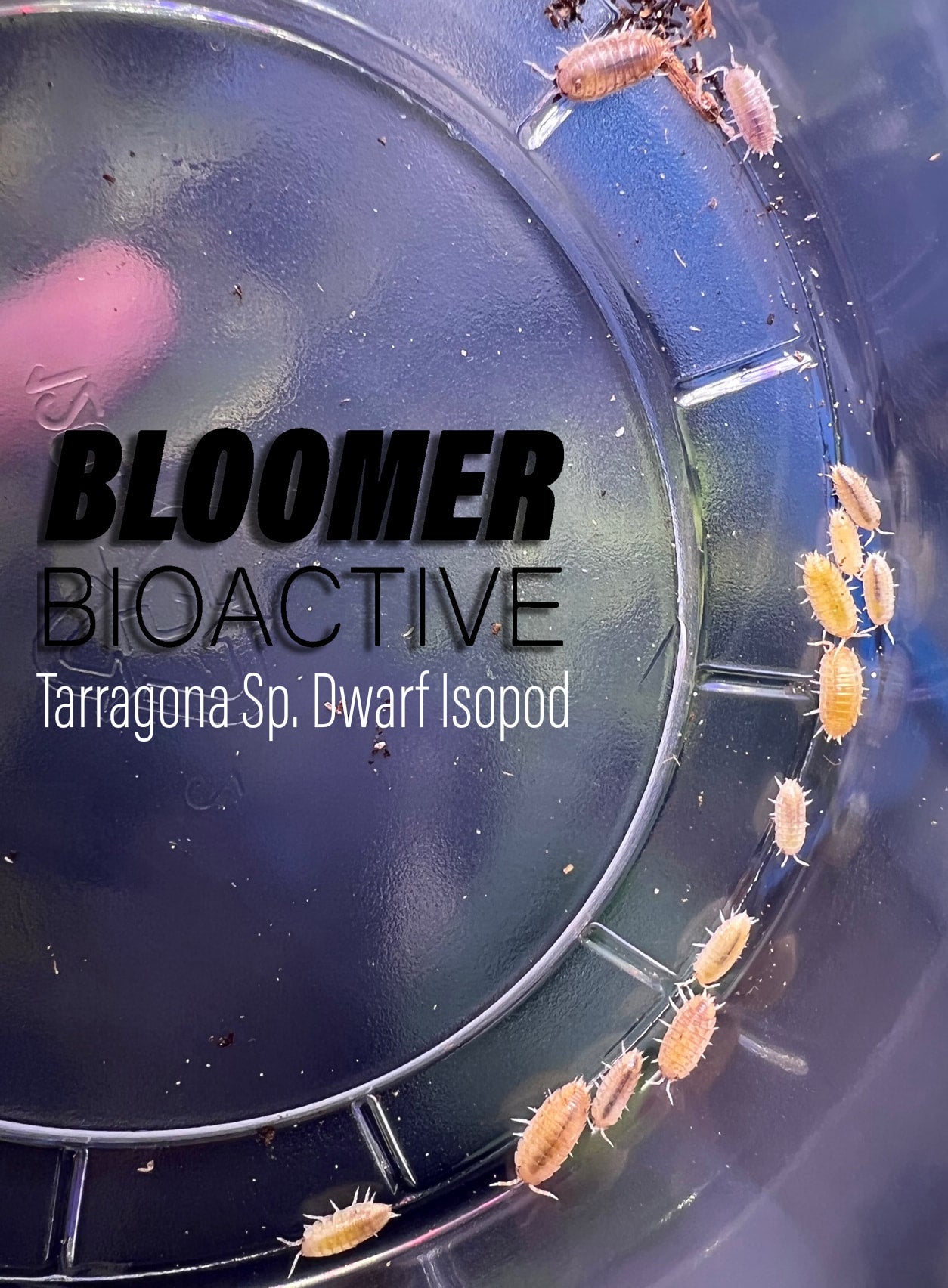 Isopoda Sp. Tarragona 10 Count Bloomer Bioactive